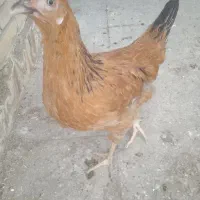 مرغ خروس