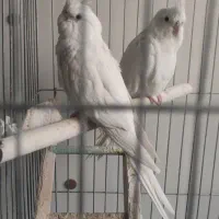 عروس هلندی آلبینو جفت نر و ماده