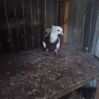 کبوتر طوقی نر