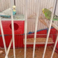 مرغ عشق