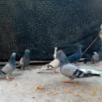 کبوتر اصفهانی