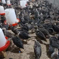 جوجه بوقلمون