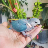 جوجه سرلاکی نژاد اوپال زیبا