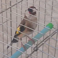 سهره ماده
