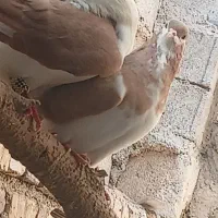 کبوتر