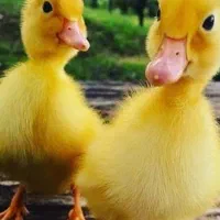 جوجه اردک یک روزه سالم و سرحال