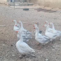غاز