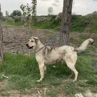 واگزار ماده عراقی