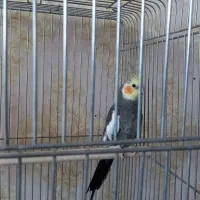 عروس هلندی سینامون شیطون