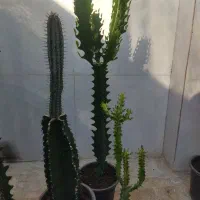 کاکتوس|گل و گیاه طبیعی|تربت‌حیدریه, ترمینال|دیوار