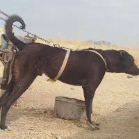 سگ سرابی قره