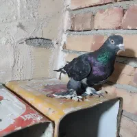 کبوتر سسلی نر