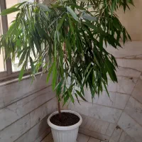 درختچه آمستل ودرخت رونده گلدار