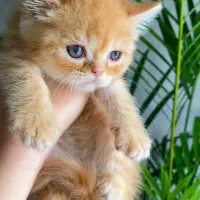 بریتیش ماده