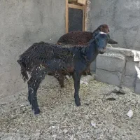 بره ماده