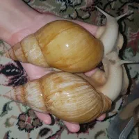 حلزون