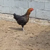 مرغ