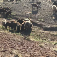 بره نردرجه ۱