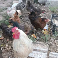 7مرغ با 1 خروس