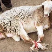 گوسفند قربانی درجه یک