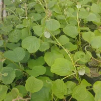 فروش نهال کیوی