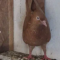 کبوتر  سرور سرنج.  و زرد کاکلی چشم نوک سفید