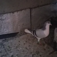کفتر
