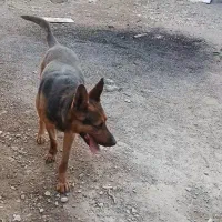 سگ ژرمن|سگ|بلوک, |دیوار