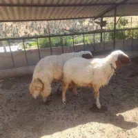 دو عدد قوچ (ورن) جوان سنجاوی