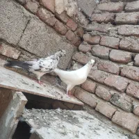 نر ماده