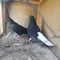 جفت زاغ دم سفید عتیقه
