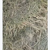 علف برای دام و حیوانات