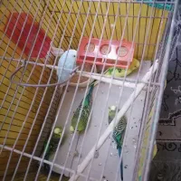 فروش مرغ عشق|پرنده|یزد, |دیوار