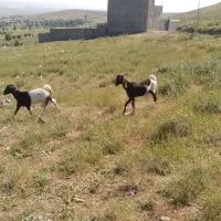 دوعدبزسالم آبستن دوقلوزا