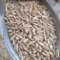 فروش ویژه مغز تخمه کانادایی