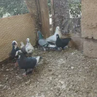 کبوترحمال