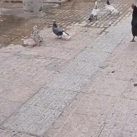 کبوتر پرشی
