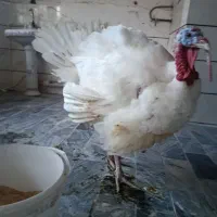 خروس
