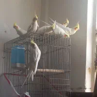 عروس هلندی