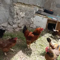 خروس|حیوانات مزرعه|نیر (اردبیل), |دیوار