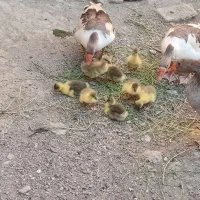 جوجه غاز
