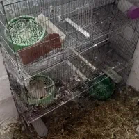 قفس  . دره شهر