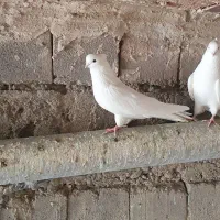 طوقی هفت هفت رنگ سفید کاکلی