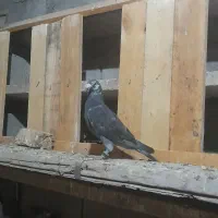 باسلام خدمتم دوستان ۴۰تا دورگ آلمانی همه جوجه دست