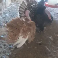 بوقلمون نر