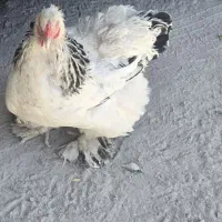 فروش مرغ برهما اصل