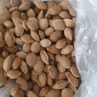هسته زردالو
