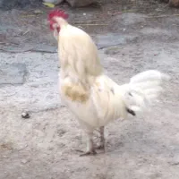 خروس