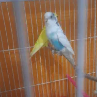 مرغ عشق ، یک‌جفت و یک جوجه