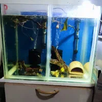 فروش کت پوزه بوته ای سوپر باله